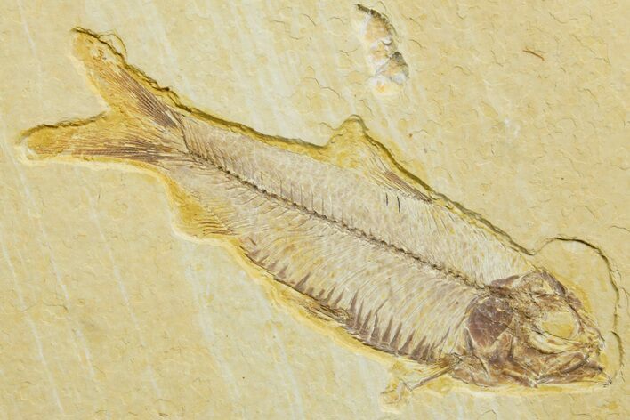 Detailed Fossil Fish (Knightia) - Wyoming #363875